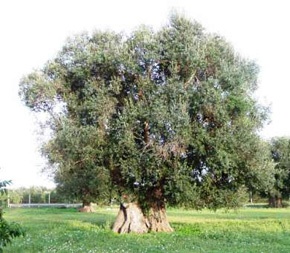 olio d'oliva